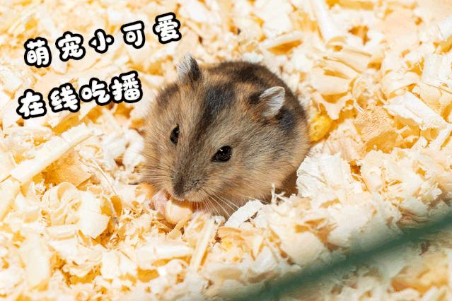 19.9包邮毛绒羊驼,羊驼9.9元秒杀直播