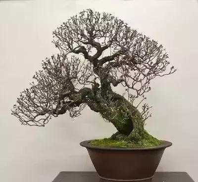 盆景的剪枝方法和技术,黑松盆景剪枝为什么不能一次到位