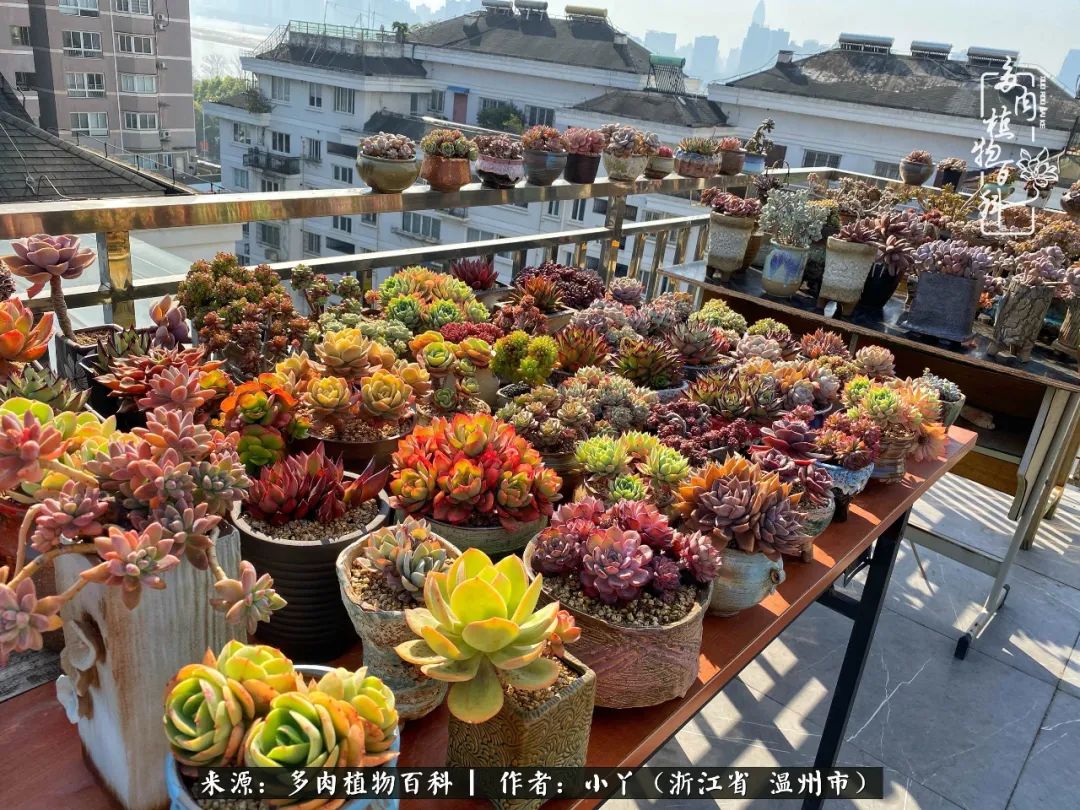 祖上无院家里无矿，一腔浪漫情怀付诸楼顶造花