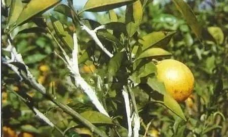 柑橘病虫害最新防治技术,柑橘病虫害详解视频教程