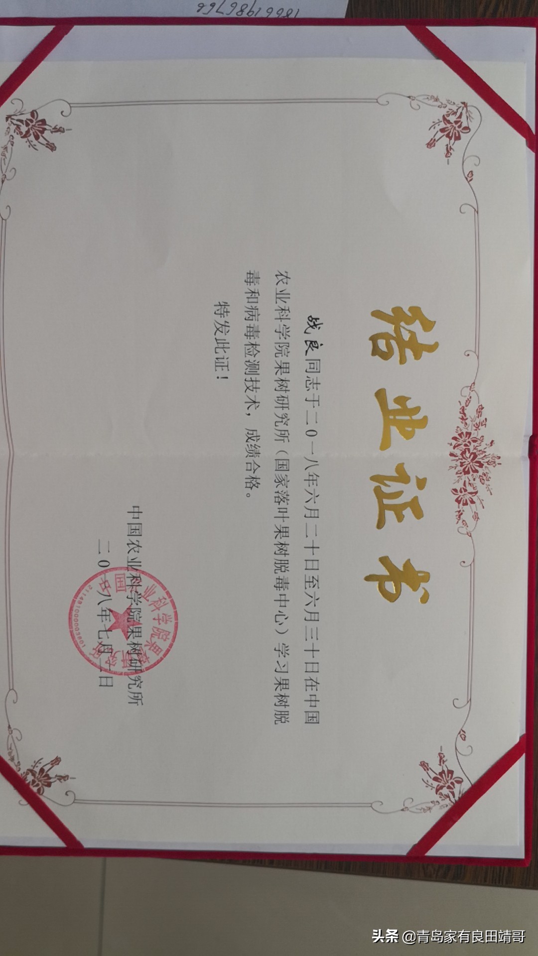 脱毒阳光玫瑰葡萄苗,阳光玫瑰特级苗