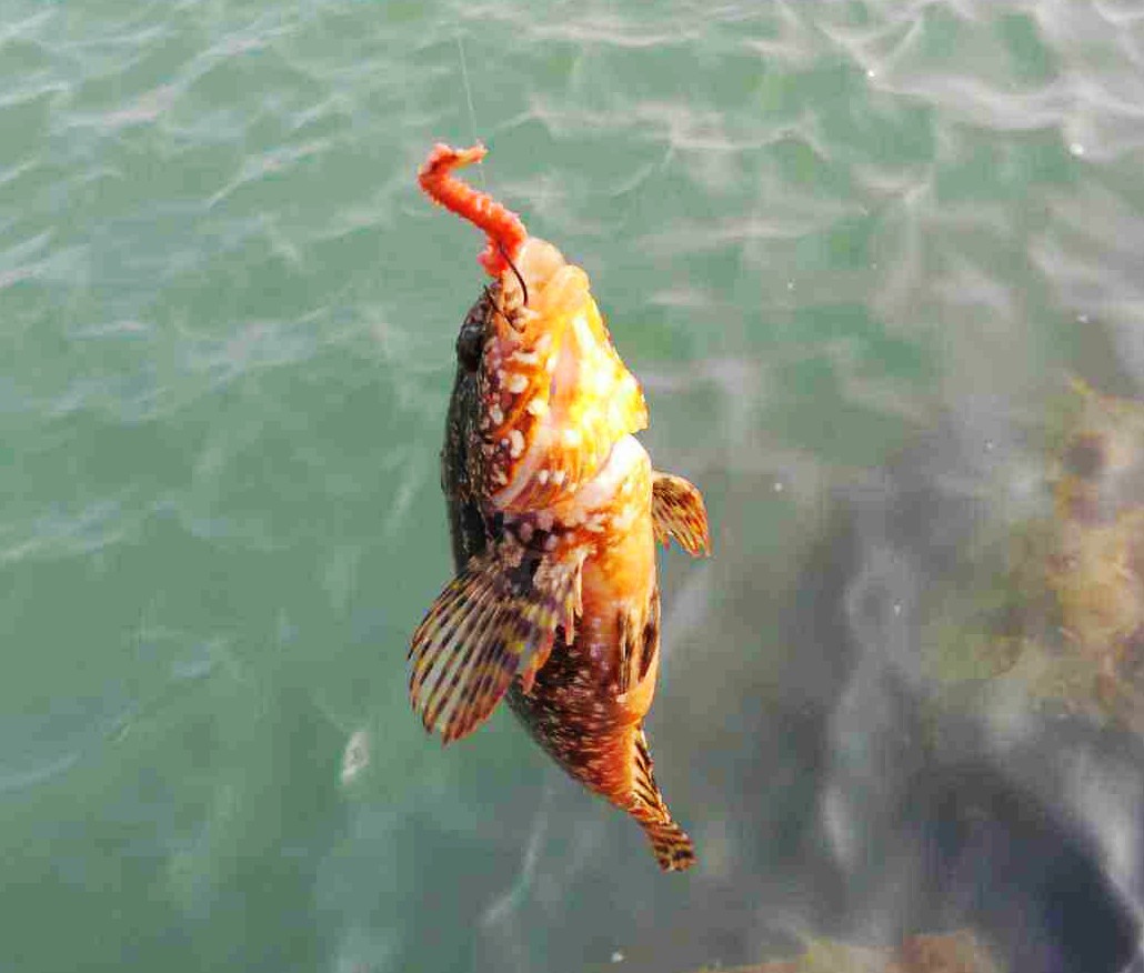 礁石海钓沉底钓法图解,海钓如何避开石九公