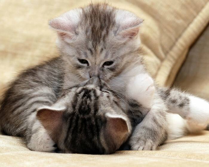 好好的怎么会得脓毒血症,好好的怎么会得胃溃疡