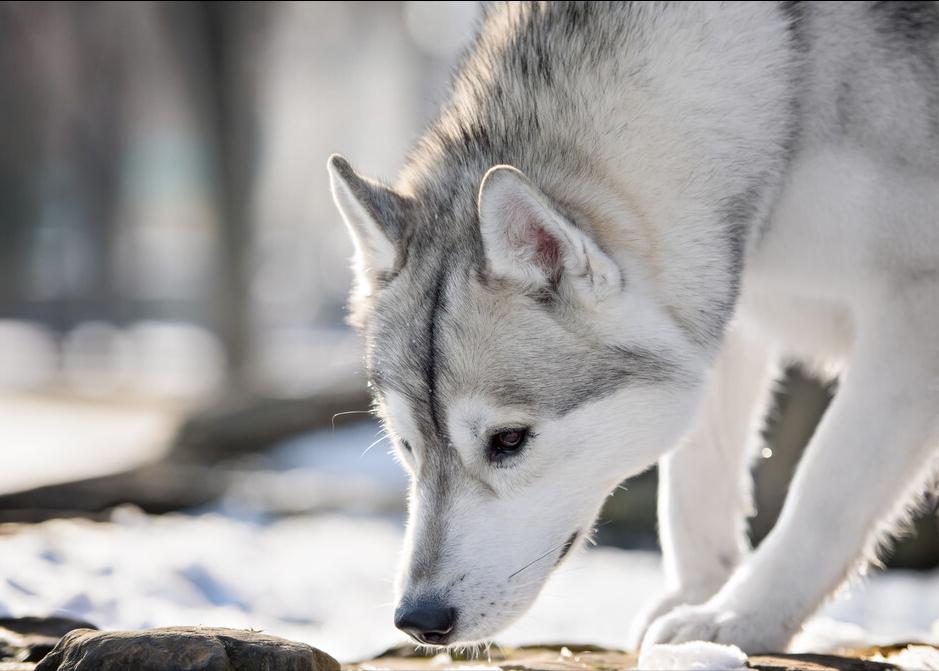 雪橇犬哈士奇西伯利亚,雪橇犬哈士奇为什么那么聪明
