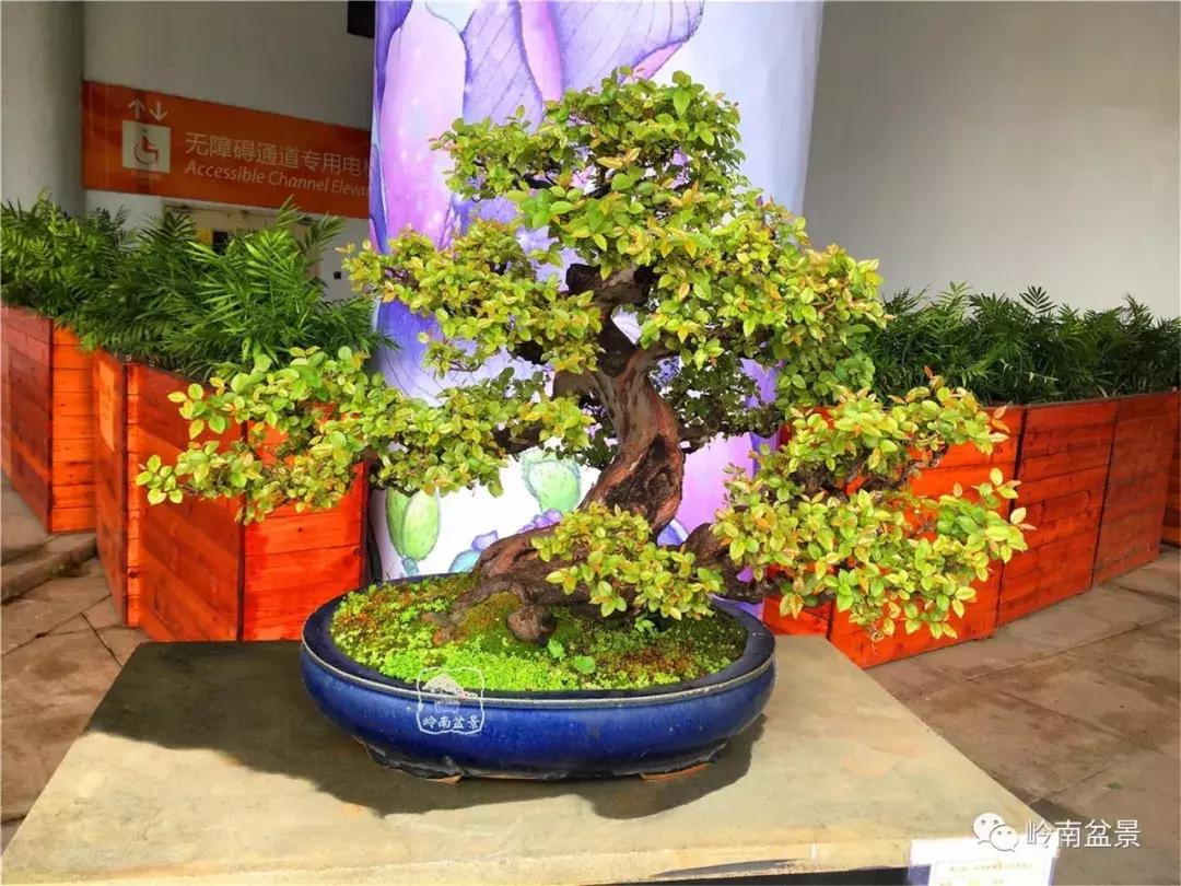 造型极美的盆景一起来欣赏,一组风吹出来的盆景欣赏动感十足