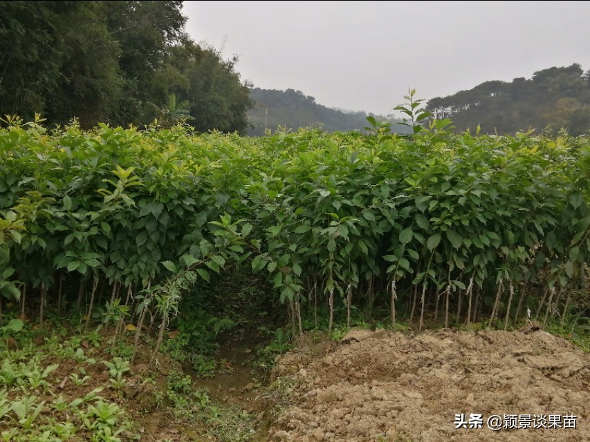 银妃三华李脆甜质优果大，最新特色三华李水果苗岭南夏令果王