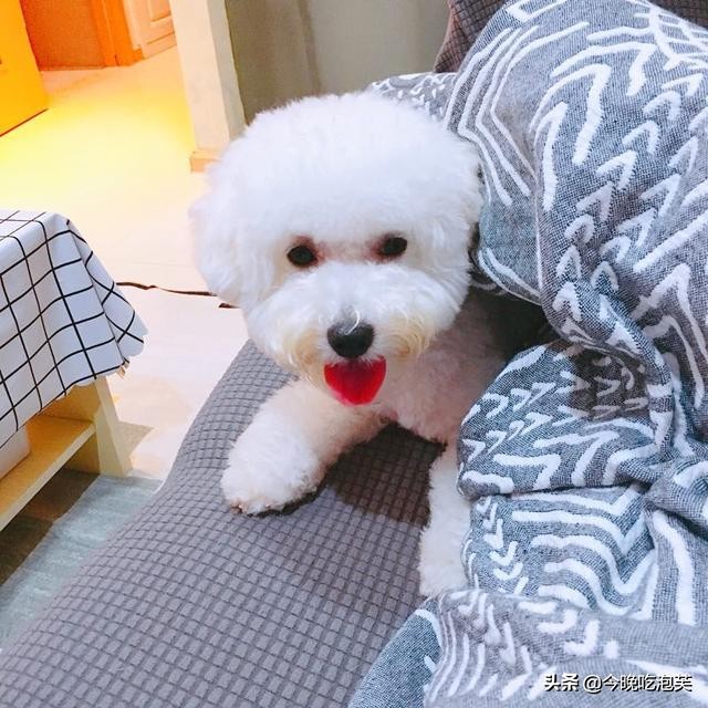 比熊狗狗身上沾了屎怎么办,比熊狗狗身上有黄铁锈