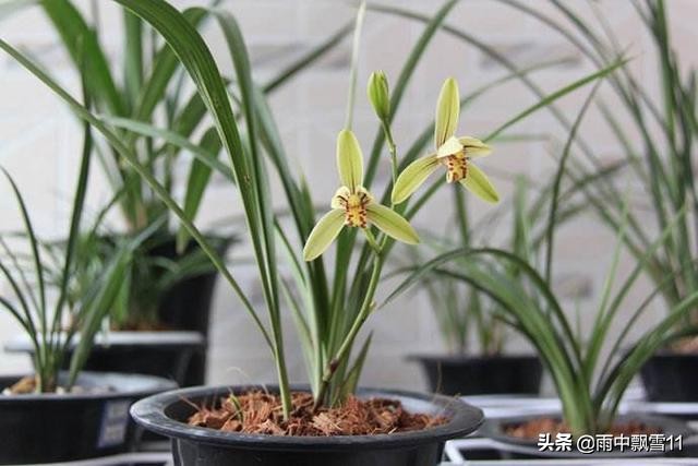 兰叶出现黑斑病如何处理,兰叶根部上有黑斑点怎么处理