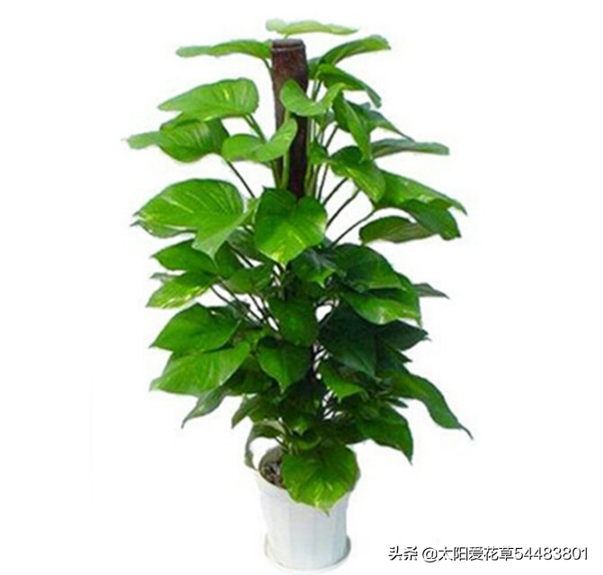 夏天绿萝怎么养才能爆盆和爬满墙,一盆绿萝新叶片翠绿