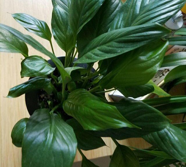 一帆风顺打蔫发黄该怎么办,一帆风顺叶子发蔫变黑的补救方法