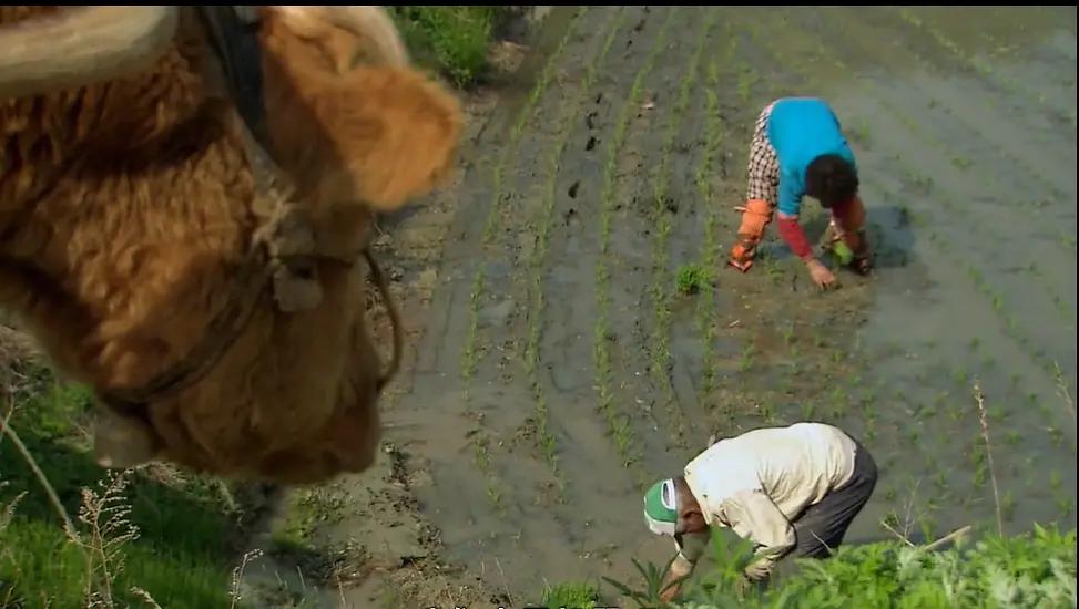 老黄牛被卖狗狗含泪送别,老黄牛被卖狗狗哭了