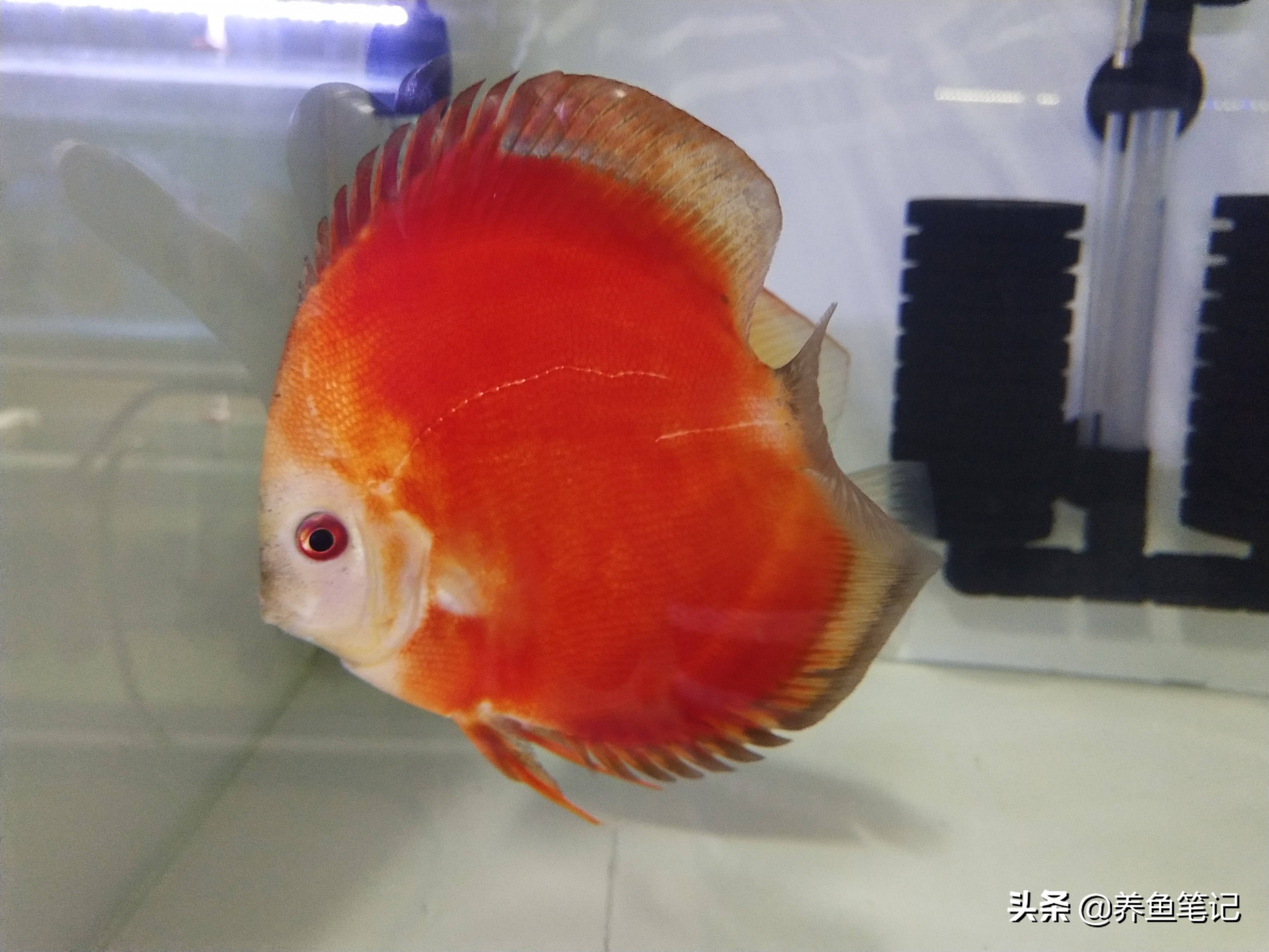 七彩神仙鱼发黑的治疗方法,七彩神仙鱼黑尾怎么治