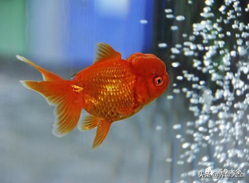 重庆户外养金鱼会冷死么,为什么养金鱼老是死