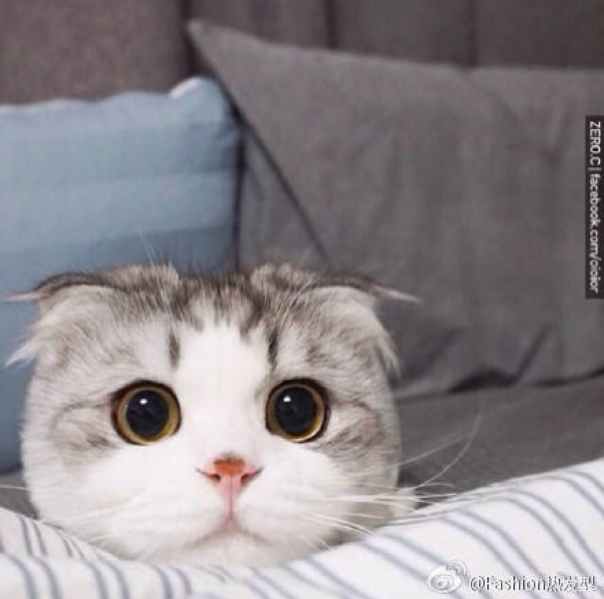 在宿舍里养猫的正确方法,在宿舍养猫属于什么行为