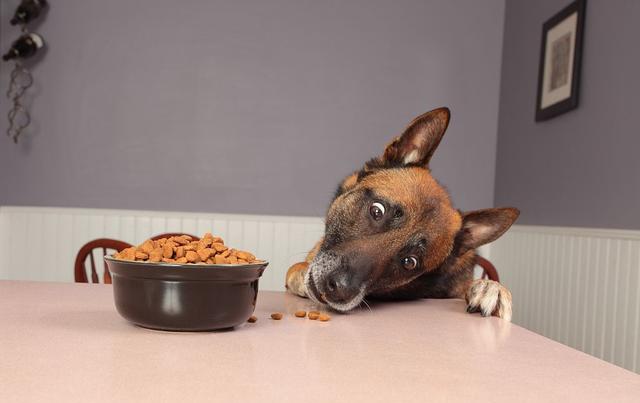 狗狗为什么不喜欢主人亲它嘴,狗狗能看懂主人的亲昵行为吗