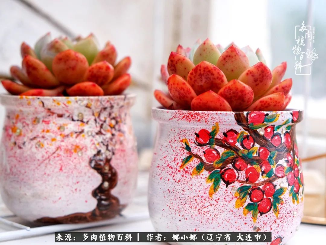 你是盆我是花，你护我周全，我为你绽放