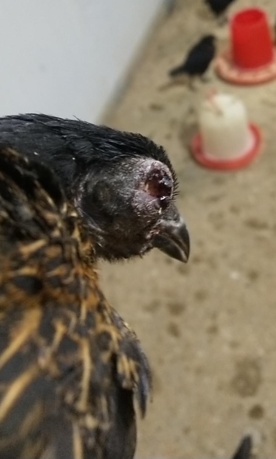 鸡的头肿眼肿怎么治疗,鸡的头肿得了什么病