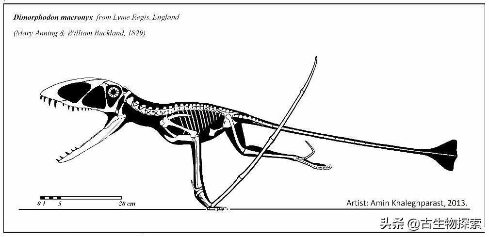 侏罗纪世界翼龙品种,侏罗纪翼龙是肉食还是草食