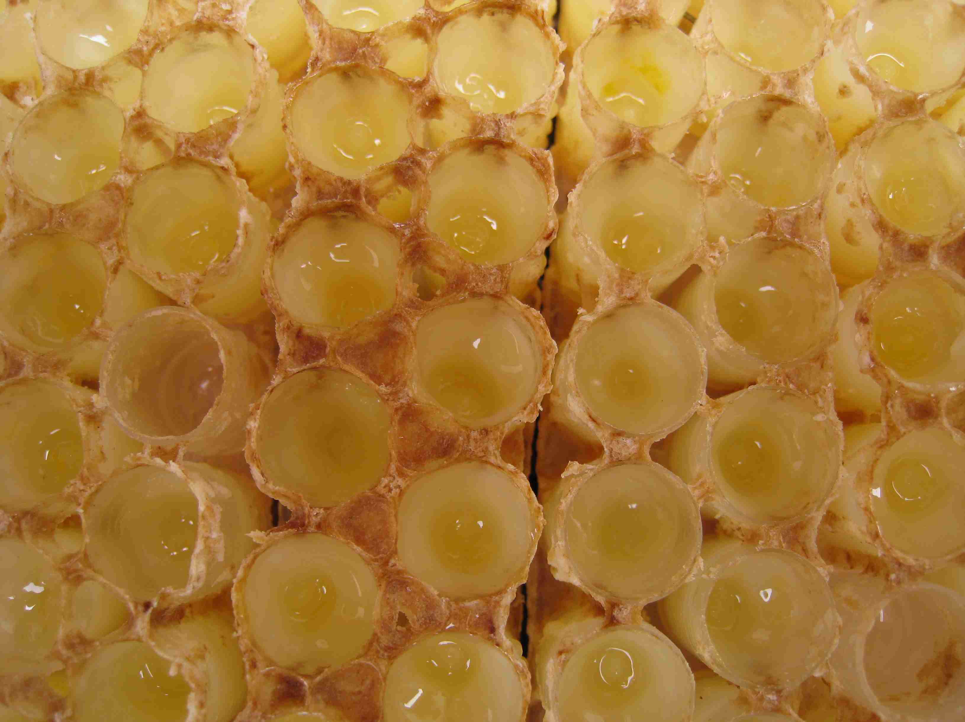 进来看看吧迟早用得上，蜂王浆怎么辨别真假！