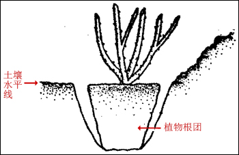 玫瑰不容易种活,玫瑰种植易养活