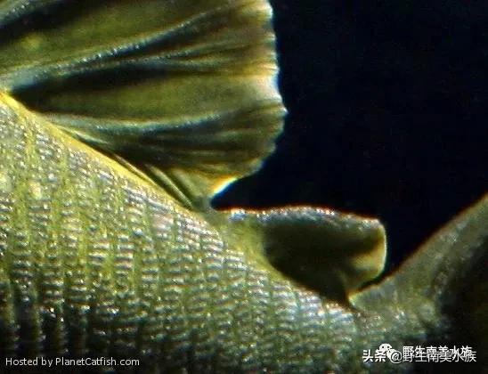 每天认识一种鱼,鲨帆金钻