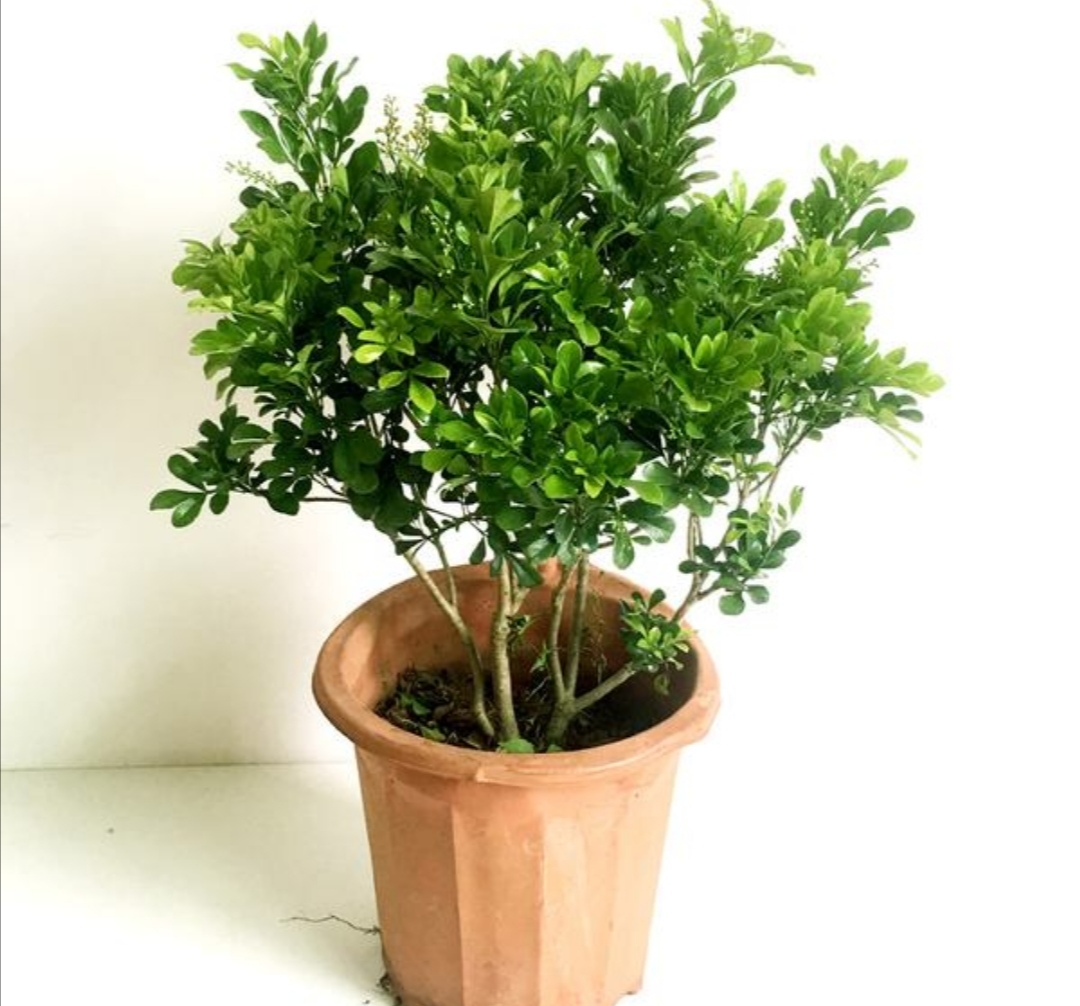 米兰有花骨朵但是不开花怎么回事,冬天室内温度二十度米兰会开花吗