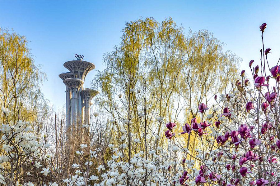 北京奥森南园滑雪,奥森赏花攻略