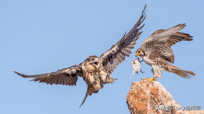鸟类的拍摄技巧,鸟类摄影要掌握这些技巧知识