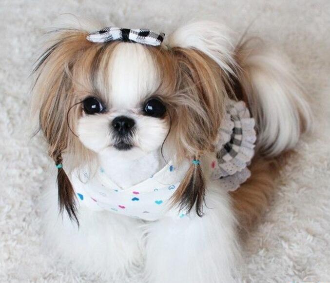 狗狗买什么品种最合适,怎么给狗狗选择宠物狗品种