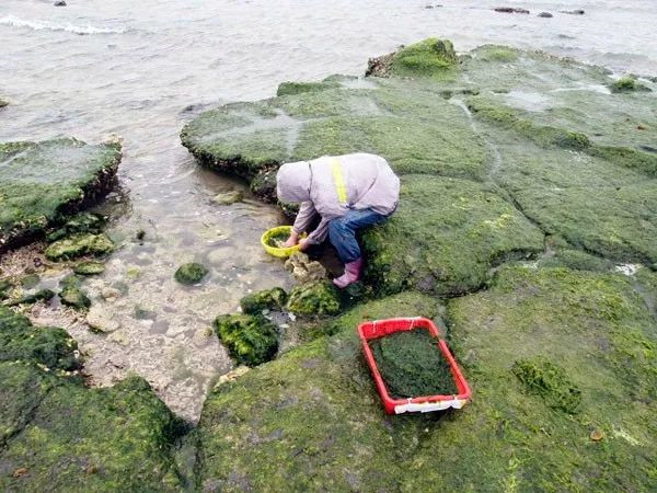 海苔、紫菜、裙带菜，是同一种东西吗？中国哪里的海菜最好吃？