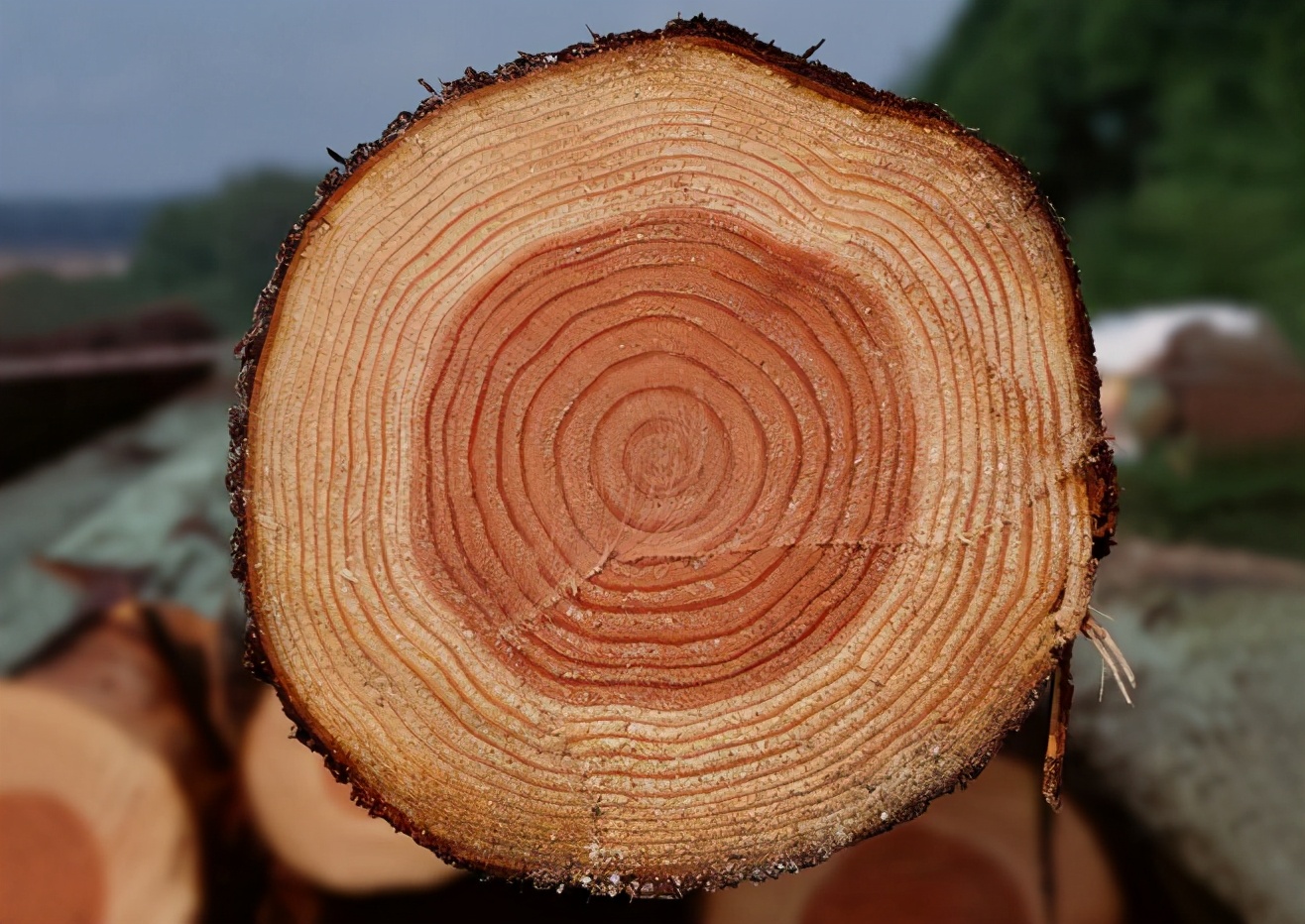 头发白怎么办快速变黑,头发白变黑发怎么调理