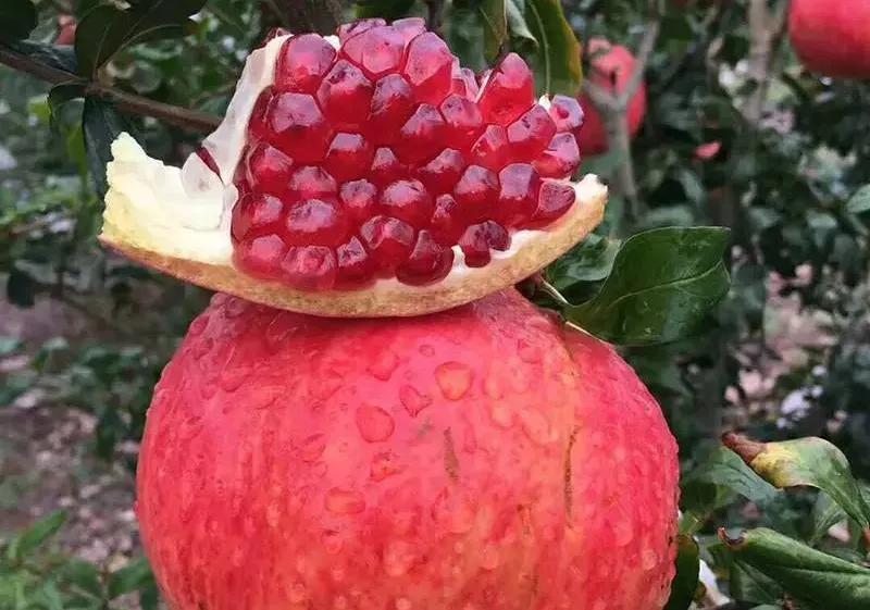 好吃不吐籽的突尼斯软籽石榴来了,被誉为可以吃的雅诗兰黛软籽石榴