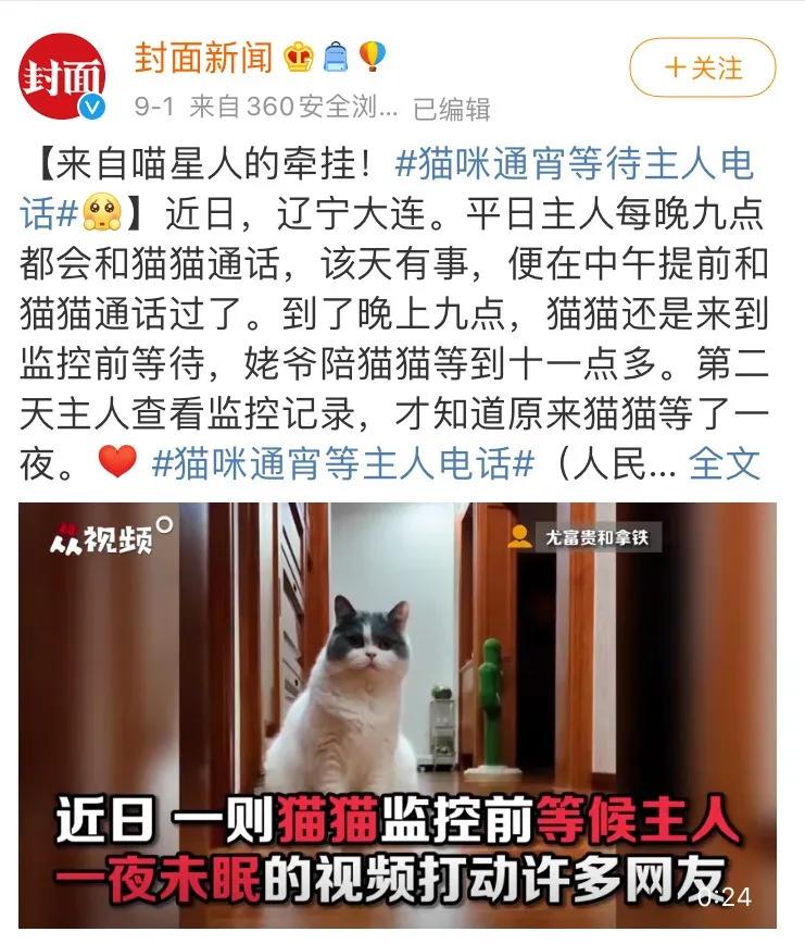 “因为一句话，我家猫在监控前守了一夜，彻夜未眠”