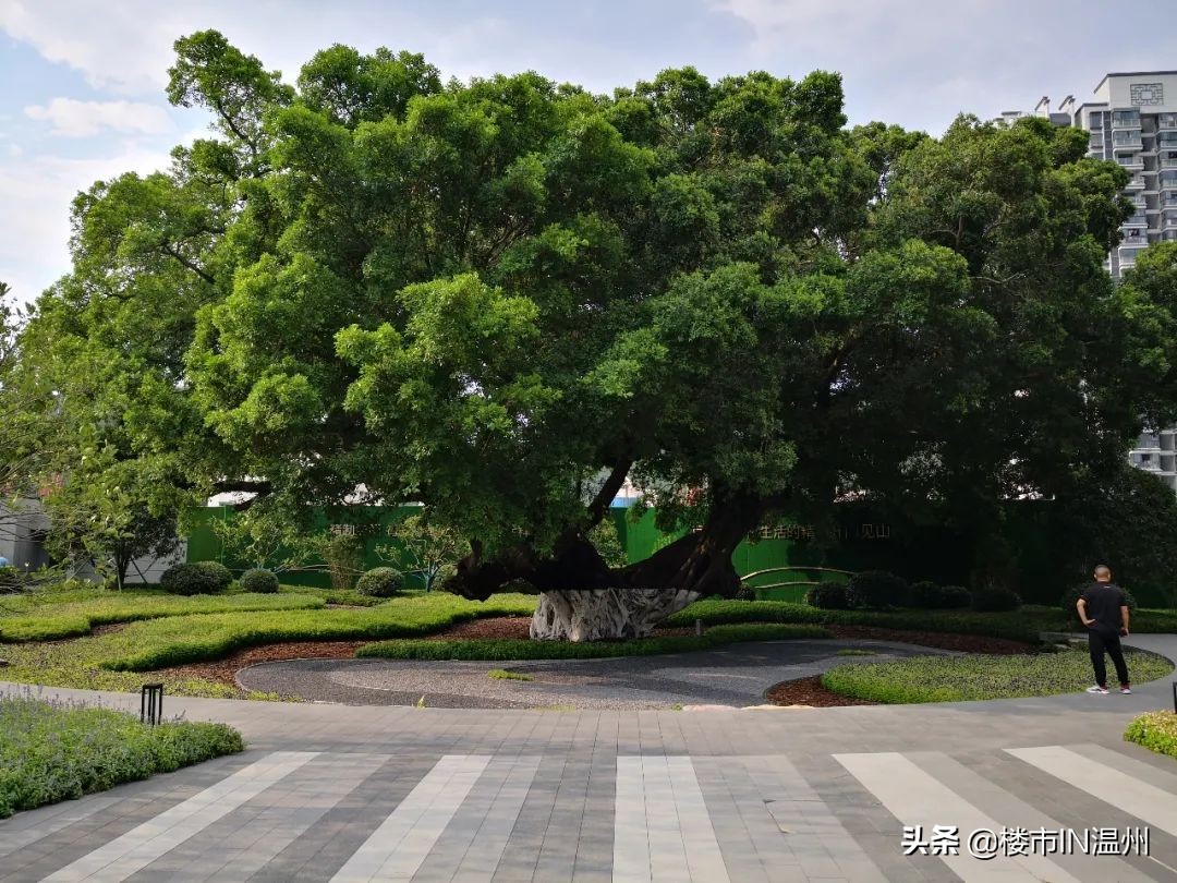 毛坯房均价2050,温州最新楼盘开盘价格