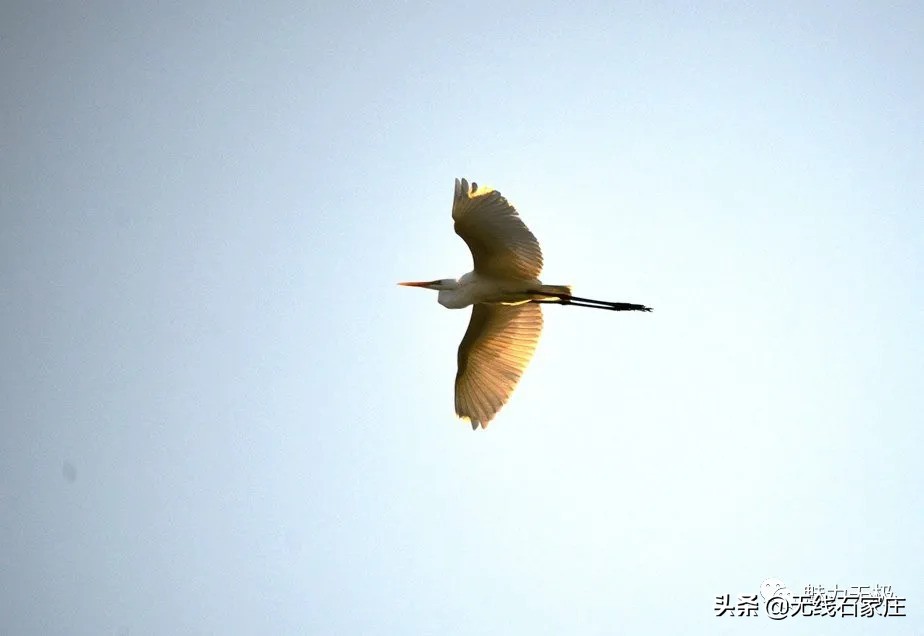 澶х編鏃犳瀬楂樻竻鐩存挱,澶х編鏃犳瀬
