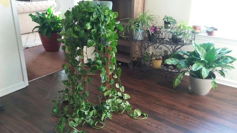 怎么把绿萝养得好看,绿萝怎么养又细又好看