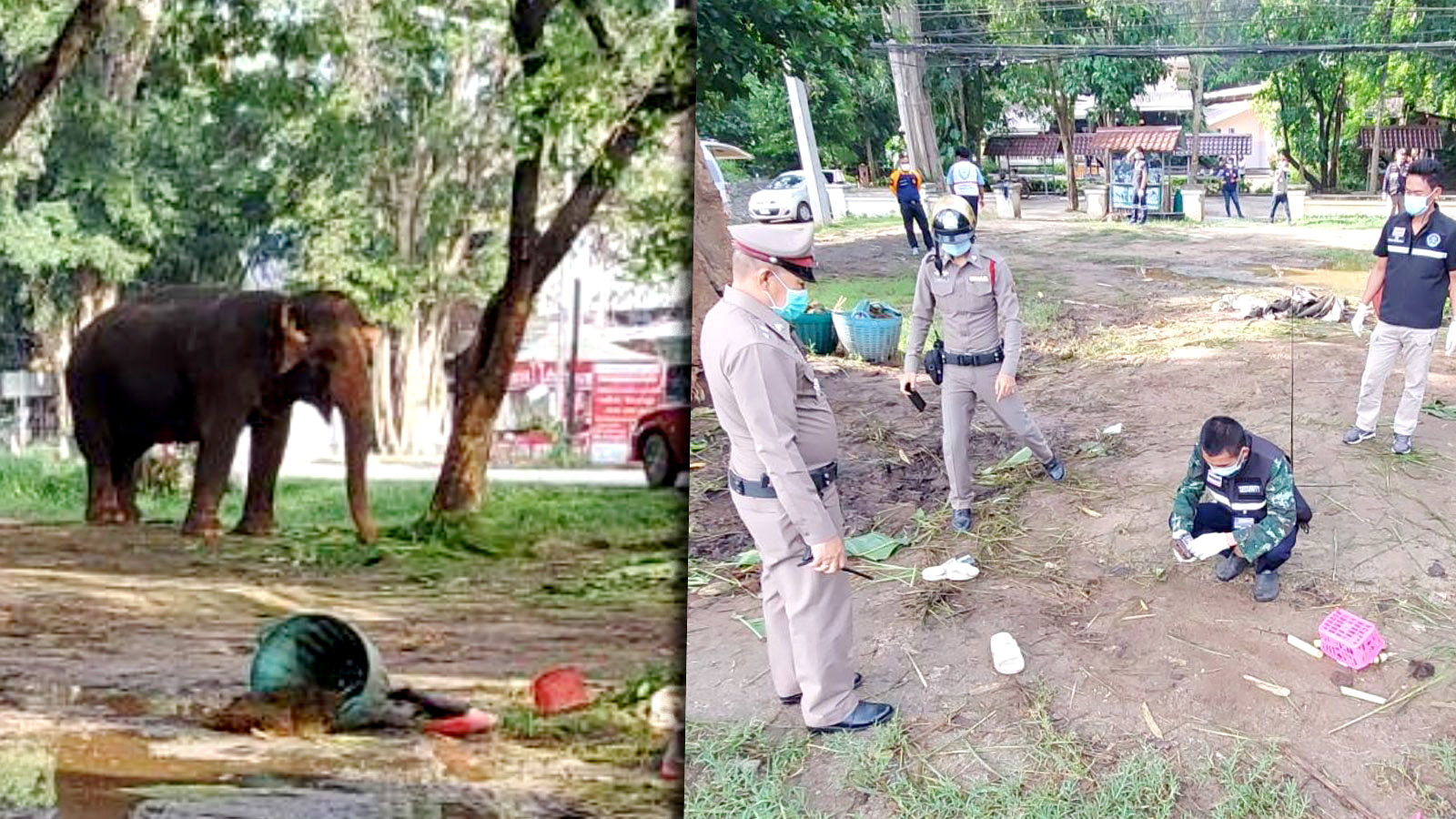 顶翻狮子、口撕鳄鱼的河马，到底有多恐怖？非洲只有一物能制服它