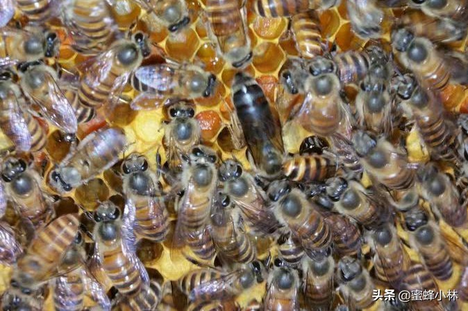 邮寄蜂王怎样介入,邮寄蜂王怎样安全介入新蜂群