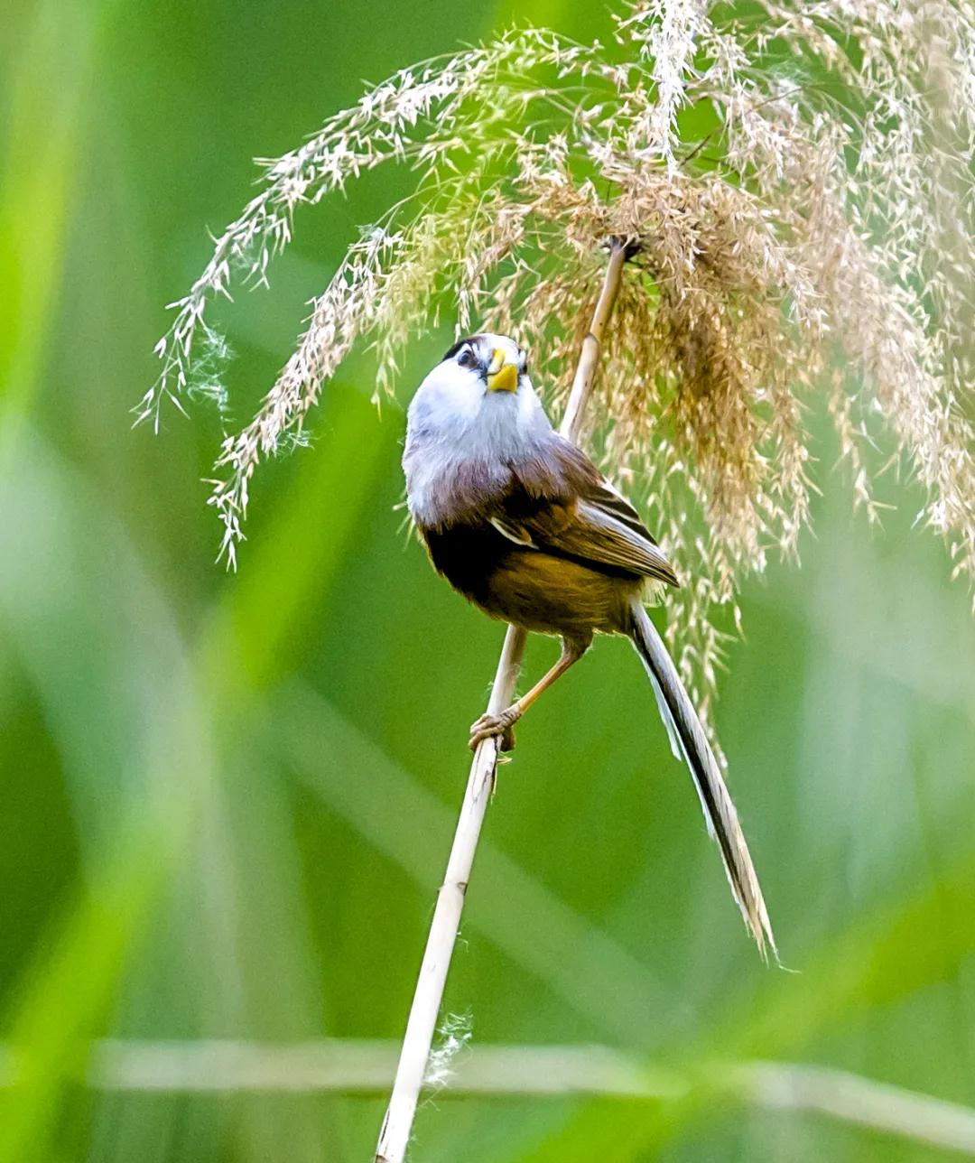 全国林草生物多样性保护成就展,林业生物多样性保护