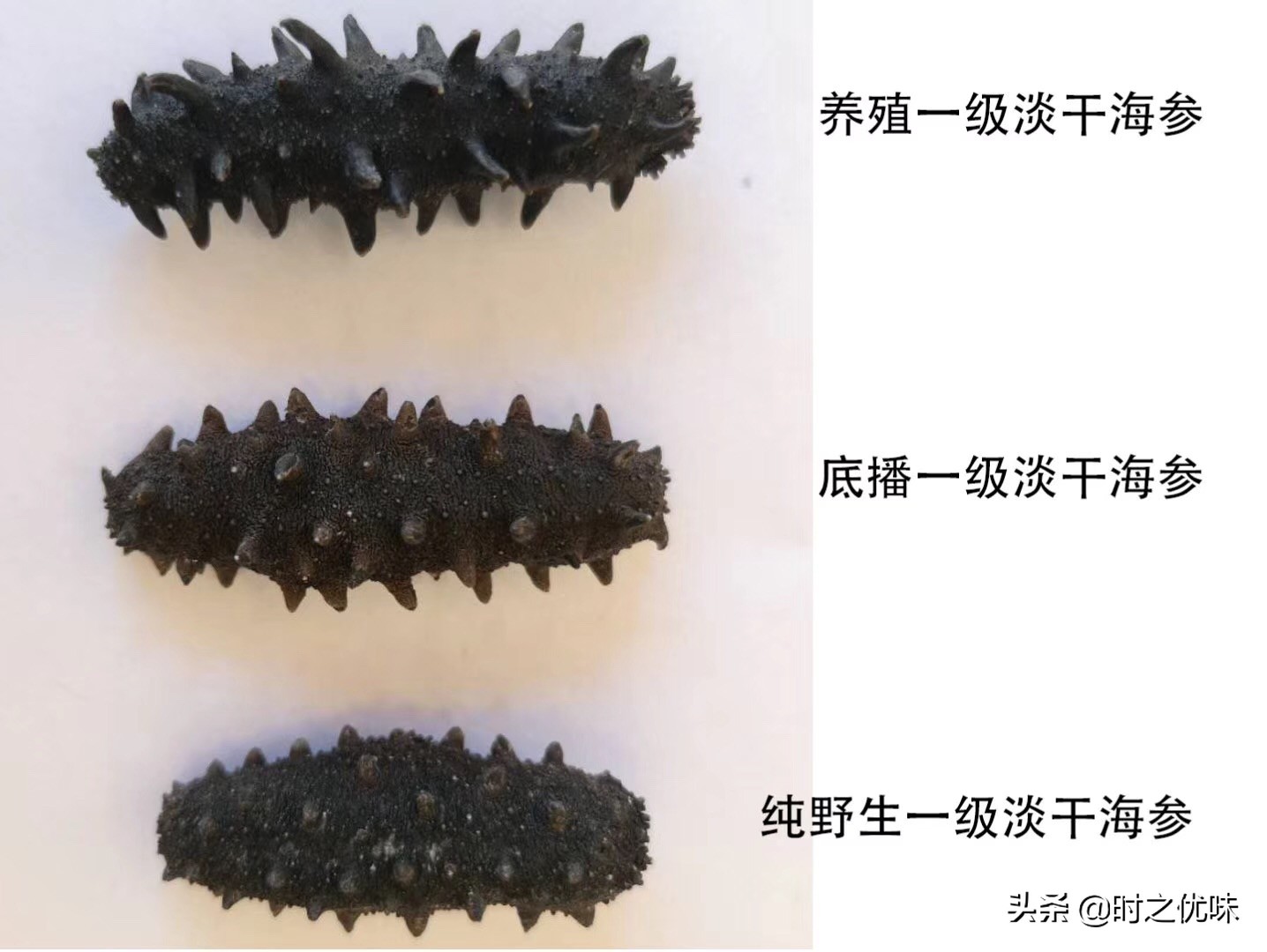 人工养殖的海参与辽参的营养区别,养殖参和野海参的营养区别