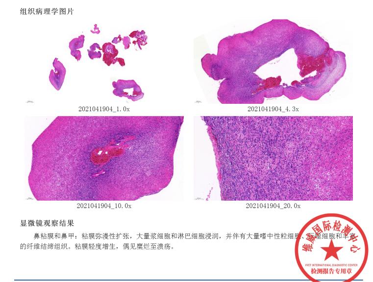 猫咪额头突然肿起来到底是什么原因导致的？你知道吗