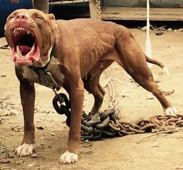 各国猛犬品种排名,各国品种猛犬