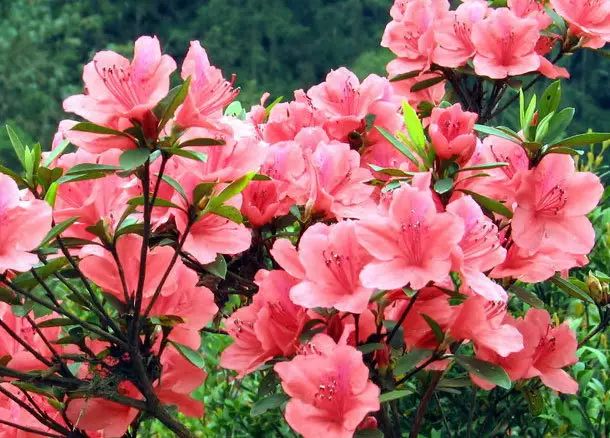 中国十大名花惊艳千年,中国十大名花美极了