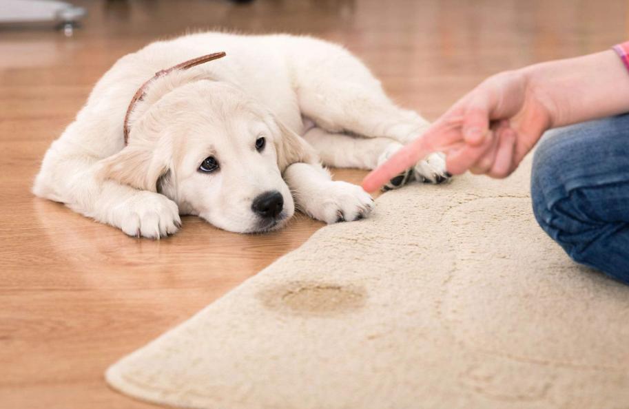 科学训练狗定点大小便,狗知识实用训练小技巧