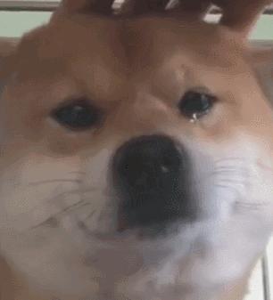 狗吃醋起来比男朋友还难哄,狗子这才是哄女朋友的正确方式