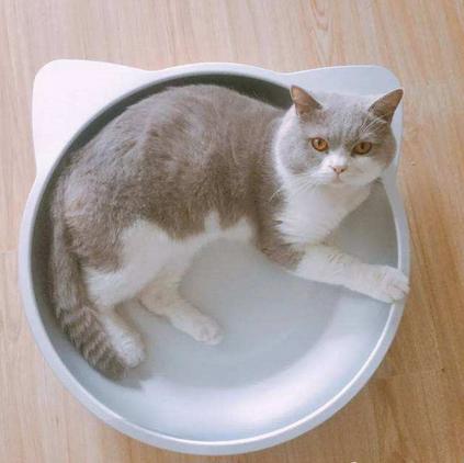 夏天猫咪怎么度过的,夏天猫咪怎么避暑旅游