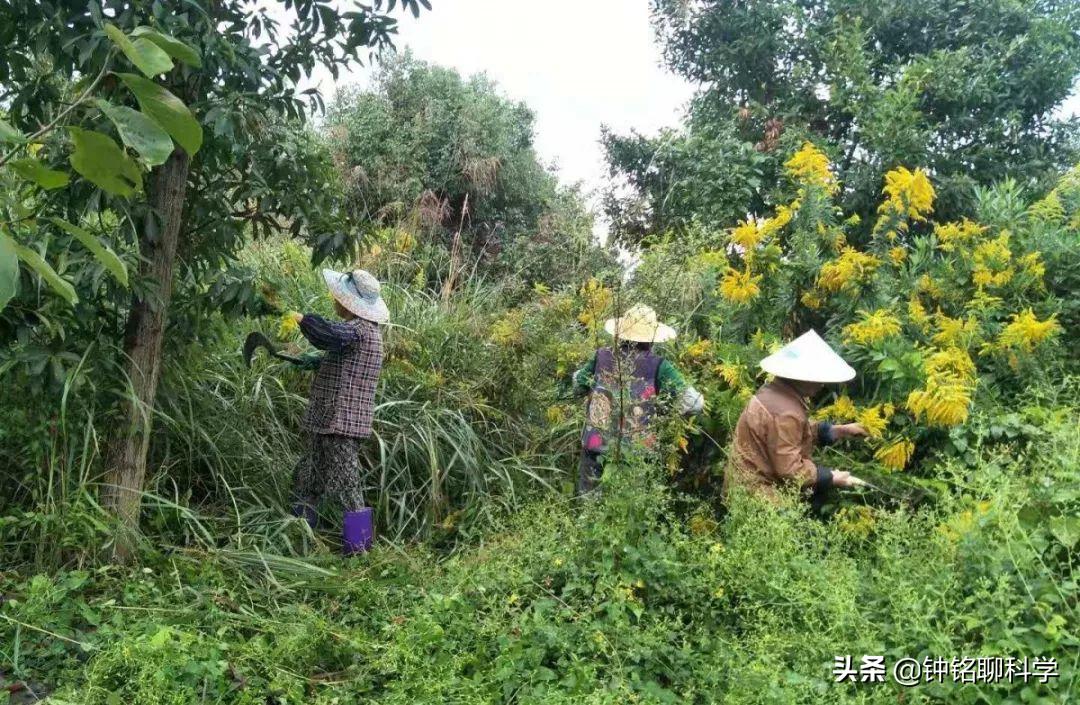 加拿大一枝黄花入侵浙江多地,加拿大一枝黄花有没有入侵福建