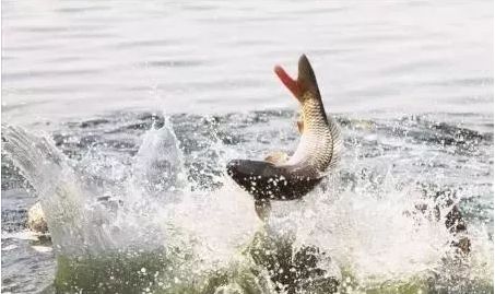 小药用对了是在诱鱼，用错了就是在赶鱼