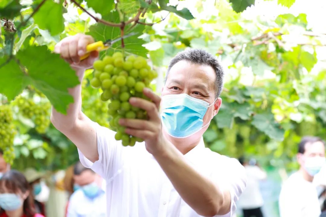 文旅资讯站｜慈溪市第十六届葡萄节暨灾后复产现场会顺利举行