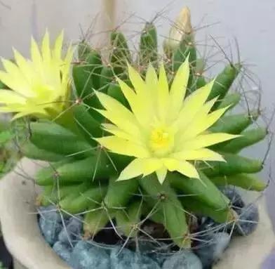 世界各国国花大开眼界美到爆,世界各国国花及国树